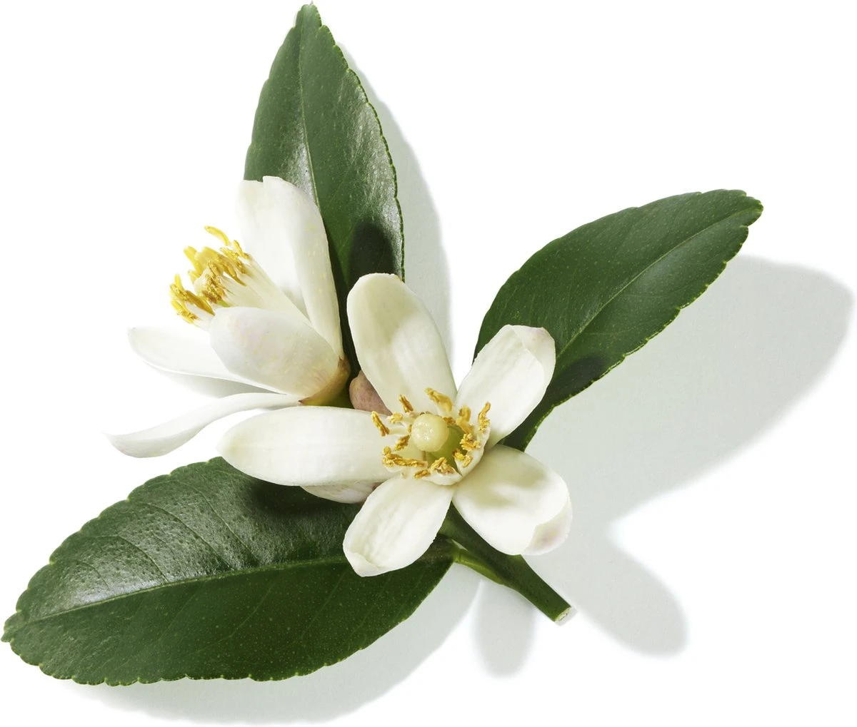 Lancôme Poême 30 Ml - Eau De Parfum - Damesparfum - Afbeelding 11